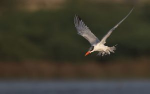 Caspian Tern, 红嘴巨鸥, Hydroprogne caspia-gallery-