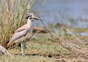 Great Stone Curlew, 大石鸻, Esacus recurvirostris-gallery-