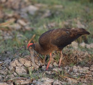 Red-naped Ibis, 黑鹮, Pseudibis papillosa-gallery-