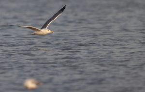 Lesser Black-backed Gull, 小黑背银鸥, Larus fuscus-gallery-