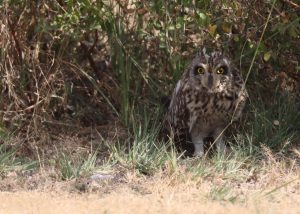 Short-eared Owl, 短耳鸮, Asio flammeus-gallery-